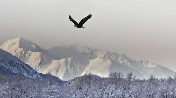 AK, Chilkat Bald eagle flies in preserve